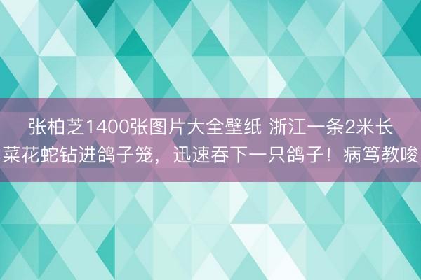 张柏芝1400张图片大全壁纸 浙江一条2米长菜花蛇钻进鸽子笼，迅速吞下一只鸽子！病笃教唆